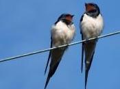 Morceaux choisis Ramon Gomez Serna