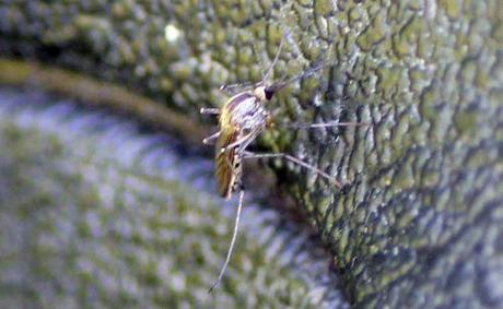 2 romi 5 juin 003.jpg