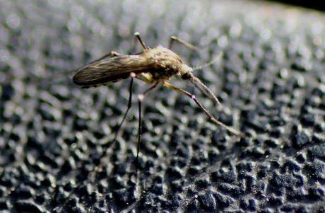 1 moustique romi 5 juin 2013 086.jpg