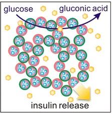 DIABÈTE: Une injection unique de nano-insuline pour 10 jours de tranquillité – ACS Nano