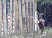 L’équilibre naturel n’existe plus dans forêts l’Oise