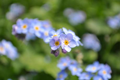 Myosotis 2