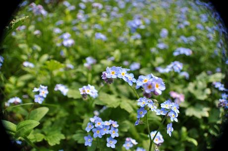 Myosotis 1