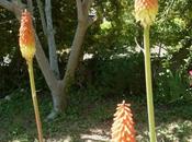 Cette annee, sont plus beaux