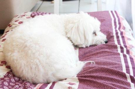 Tapis de luxe Flora - DIY tapis pour chien - les lubies de Louise (6 sur 8)