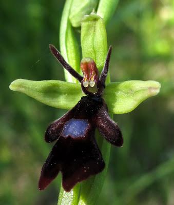 Ophrys insectifera (Ophrys mouche)