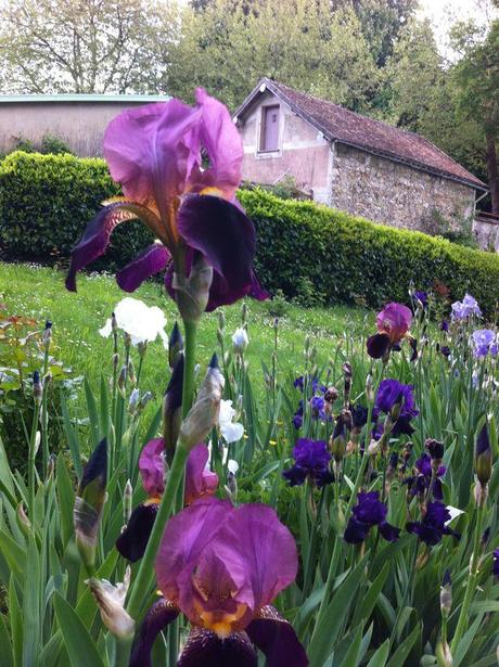 Et enfin le dernier gagnant du podium des plantes qui aiment les printemps pourris: l’iris