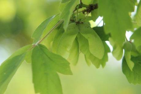 3 acer griseum marnay 1 juin 2013 111.jpg