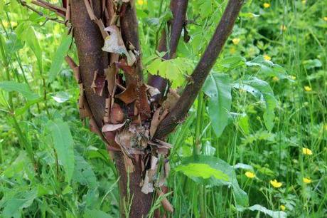2 acer griseum marnay 1 juin 2013 114.jpg