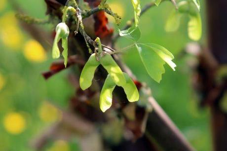 4 acer griseum marnay 1 juin 2013 113.jpg