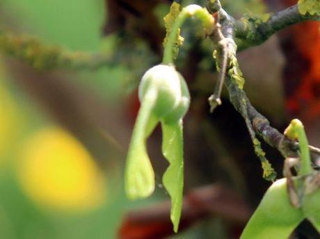 6 acer griseum samares profil  marnay 1 juin 2013 113.jpg