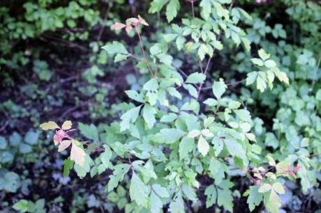 acer griseum romi 5 juin 2013 025.jpg