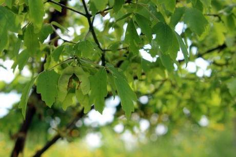 1 acer griseum marnay 1 juin 2013 116.jpg