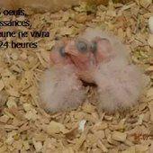 un petit coucou avec les Bébés calos de juillet