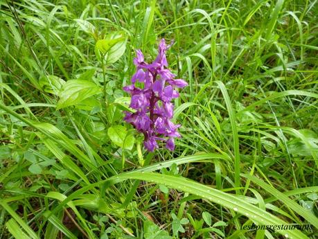 LES ORCHIDÉES DE NOTRE RÉGION