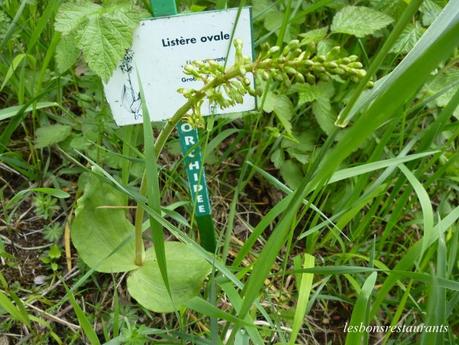 LES ORCHIDÉES DE NOTRE RÉGION