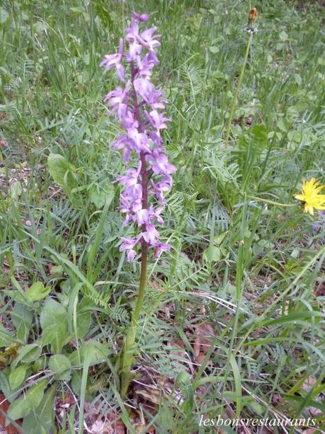 LES ORCHIDÉES DE NOTRE RÉGION