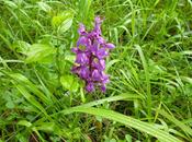 orchidées notre région