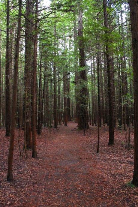 Nouvelle Zélande - Rotorua - Les lubies de louise (1 sur 11)