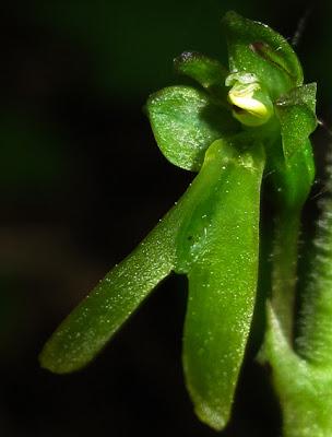 Des petits hommes verts : Listera ovata