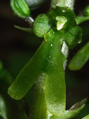 Des petits hommes verts : Listera ovata