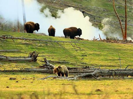 ours-et-bisons.jpg
