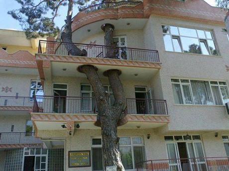 Un arbre en Turquie !!!