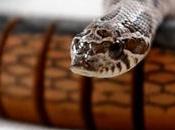 nouvel Pretzel, serpent