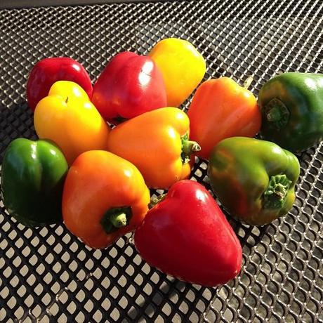 Mini poivrons farcis aux lentilles corail et à l'épeautre