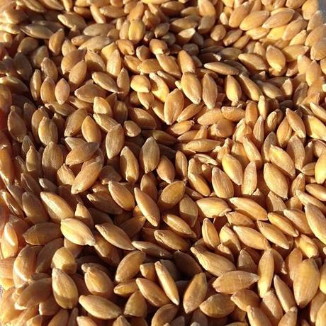 Mini poivrons farcis aux lentilles corail et à l'épeautre