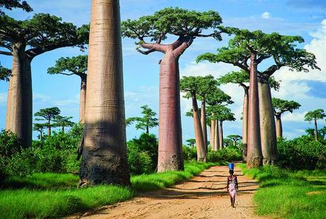 L'avenue des Baobabs à Madagascar