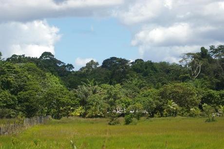 IMGP4735 Guyane en route de Montagne des Singes