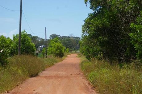 IMGP4736 Guyane en route de Montagne des Singes