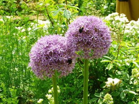 Mademoiselle aux jardins… du Château du Lude