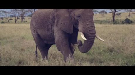 THIS IS AFRICA, Le très beau film de Benjamin Dowie lors de son voyage en Ouganda et Tanzanie