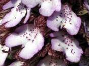 Orchis pourpre, premiers pyramidal derniers O.militaire