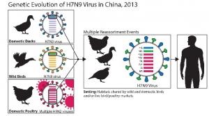 Virus aviaire H7N9: Des glissements génétiques préoccupants – OMS