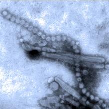 Virus aviaire H7N9: Des glissements génétiques préoccupants – OMS