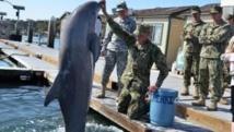 L'armée forme des dauphins tueurs
