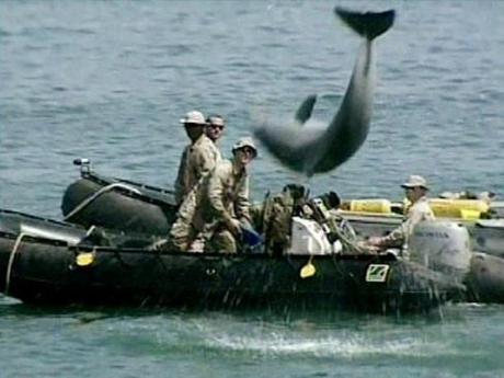 L'armée forme des dauphins tueurs