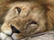 chaîne fast food américaine propose tacos viande lion