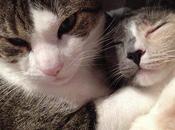 premier chats parisien