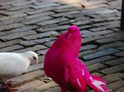 Prends-moi encore pour pigeonne l’oses