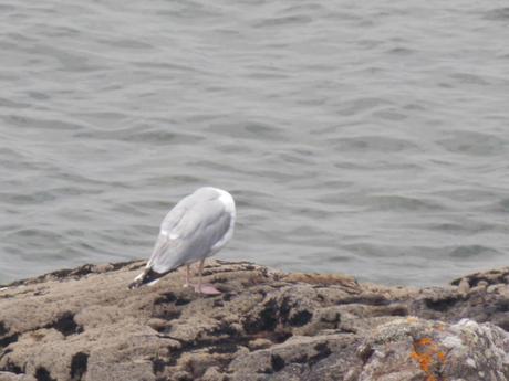 goéland trip-tiques