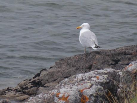 goéland trip-tiques