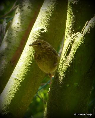 Rouge gorge...