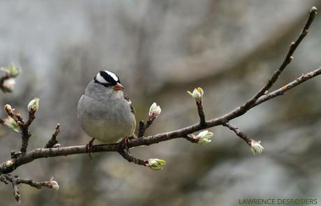 Bruants à couronne blanche...