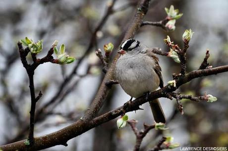 Bruants à couronne blanche...