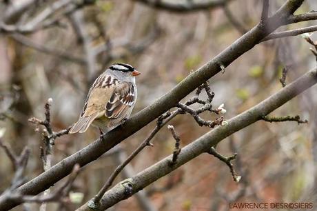 Bruants à couronne blanche...
