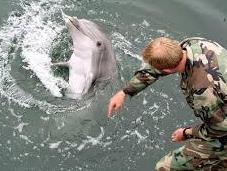 Formation dauphins tueurs l’armée